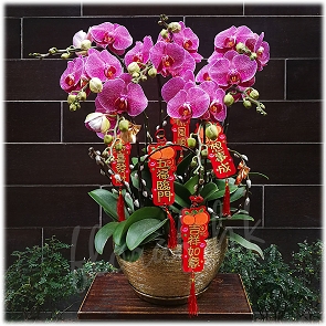 COR7     賀年蘭花年花 - 大豹斑蝴蝶蘭蘭花   COR7     賀年蘭花年花 - 大豹斑蝴蝶蘭蘭花